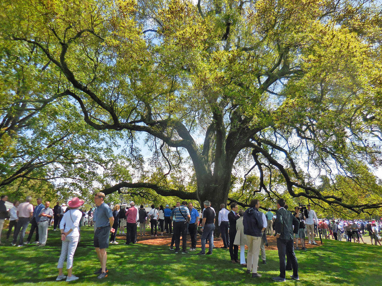 MASTERS Clubhouse Oak.jpg